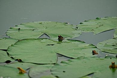 《兽人必须死！3》新DLC预告 4月7日正式上线